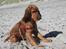 Cocker spaniel Zika