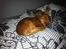 Russisk toy terrier Oliver