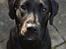 Blanding af racer Bell (labrador/boxer)