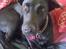 Blanding af racer Lulu R.I.P