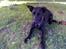 Blanding af racer Lulu R.I.P