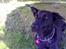 Blanding af racer Lulu R.I.P