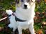 Blanding af racer Zoey - Zoey i sit