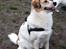 Blanding af racer Zoey - Tigger godbidder :P