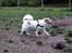 Blanding af racer Zoey - Smukke hund <3