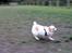 Blanding af racer Zoey - Zoey i fuld fart :D
