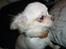 Chihuahua Ricko - Ricko 6 mdr.