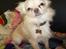 Chihuahua Ricko - Ricko 12 mdr