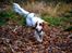 Cocker spaniel Althea
