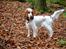 Cocker spaniel Althea