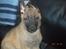 Malinois Isell´s Uzo
