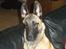Malinois Isell´s Uzo