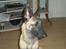 Malinois Isell´s Uzo