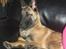 Malinois Isell´s Uzo