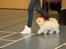 Coton de tulear Sisses Cindy