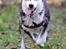 Siberian husky Einstein