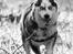 Siberian husky Einstein