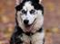 Siberian husky Einstein