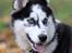Siberian husky Einstein