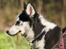 Siberian husky Einstein