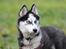 Siberian husky Einstein