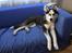 Siberian husky Einstein
