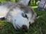 Blanding af racer Balto - Træt hund efter en lang dag!