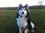 Blanding af racer Balto