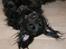 Blanding af racer Eddie - fjolle hund!<33333 Foto: mig