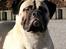 Bullmastiff Raya (Bullgrin's 'N Librrani No Mercy) - 12 måneder. Taget på dagen hvor hun blev Nordic Junior Winner 2012 og Nordic Winner 2012!