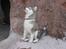 Blanding af racer Balto