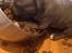 Staffordshire bull terrier Turbo