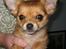 Chihuahua Delio