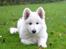 Hvid Schweizisk Hyrdehund MTM Qing Quicksilver