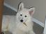 Hvid Schweizisk Hyrdehund MTM Qing Quicksilver