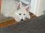 Hvid Schweizisk Hyrdehund MTM Qing Quicksilver