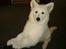 Hvid Schweizisk Hyrdehund MTM Qing Quicksilver