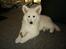 Hvid Schweizisk Hyrdehund MTM Qing Quicksilver