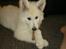 Hvid Schweizisk Hyrdehund MTM Qing Quicksilver