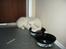 Hvid Schweizisk Hyrdehund MTM Qing Quicksilver
