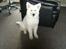 Hvid Schweizisk Hyrdehund MTM Qing Quicksilver