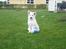 Hvid Schweizisk Hyrdehund MTM Qing Quicksilver