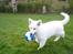 Hvid Schweizisk Hyrdehund MTM Qing Quicksilver