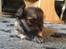 Chihuahua Topper