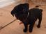 Mops Berta