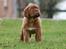 Dogue de bordeaux Cru Acajou Light A Way " LaLa" - 8 uger