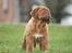 Dogue de bordeaux Cru Acajou Light A Way " LaLa" - 8 uger