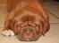 Dogue de bordeaux Cru Acajou Light A Way " LaLa" - 5 uger