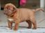 Dogue de bordeaux Cru Acajou Light A Way " LaLa" - 5 uger