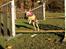 Whippet Benjamin - Oktober 2012